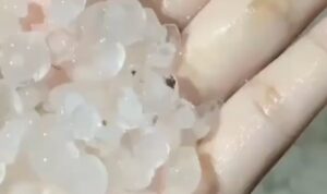 Tangan warga memegang butiran hujan es yang turun di Desa Taripa, Kecamatan Pamona Timur, Kabupaten Poso, Sabtu malam 1 November 2025.