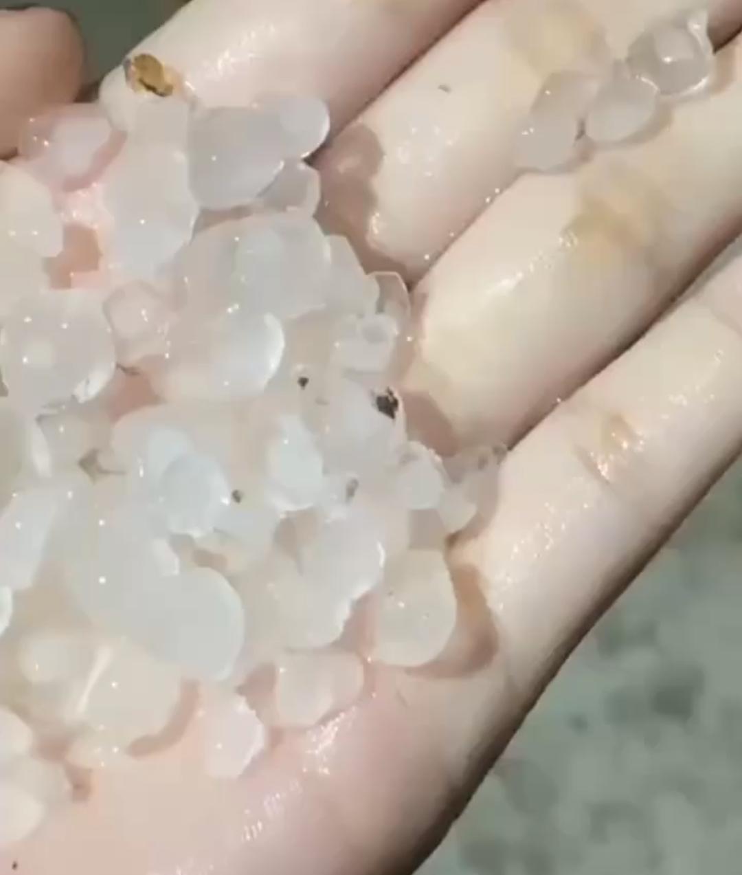 Tangan warga memegang butiran hujan es yang turun di Desa Taripa, Kecamatan Pamona Timur, Kabupaten Poso, Sabtu malam 1 November 2025.